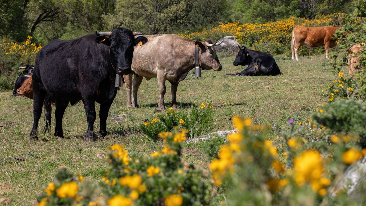 Agricultura enviará cisternas de agua para evitar el sacrificio masivo del ganado en más de 300 explotaciones afectadas por la sequía en la Comunitat