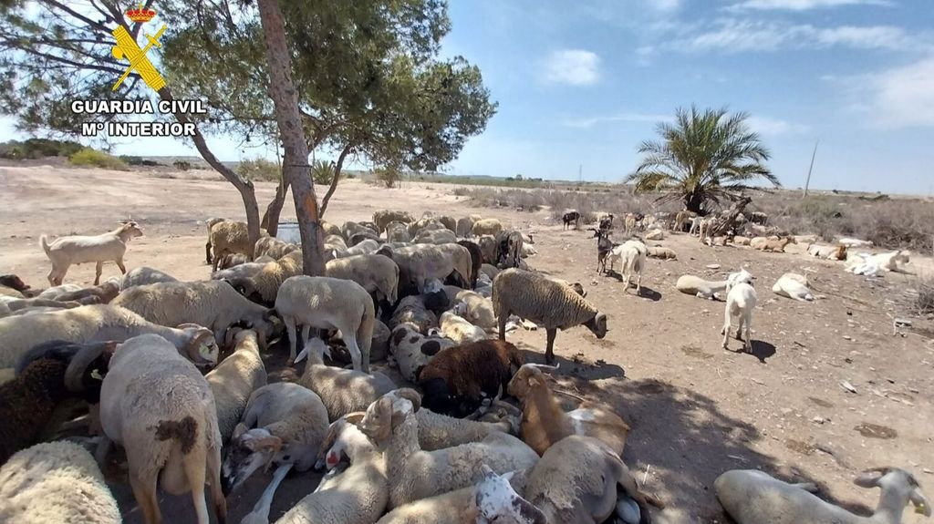 Investigados dos responsables de una granja ilegal en Bacarot