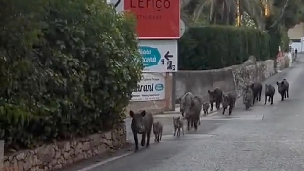Los jabalíes paseando por la carretera de Les Rotes, obligando a los conductores a detenerse mientras los animales cruzan sin temor