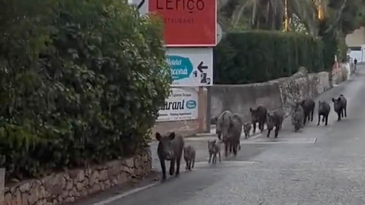 Los jabalíes paseando por la carretera de Les Rotes, obligando a los conductores a detenerse mientras los animales cruzan sin temor