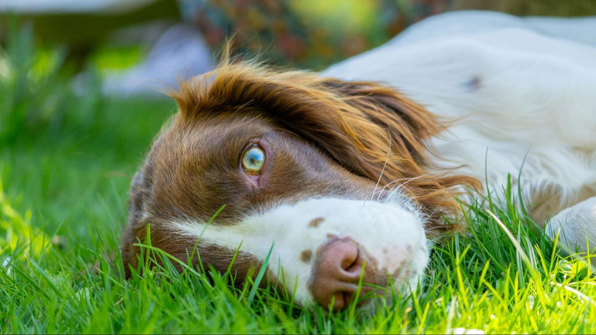 Un perro tumbado en la hierba