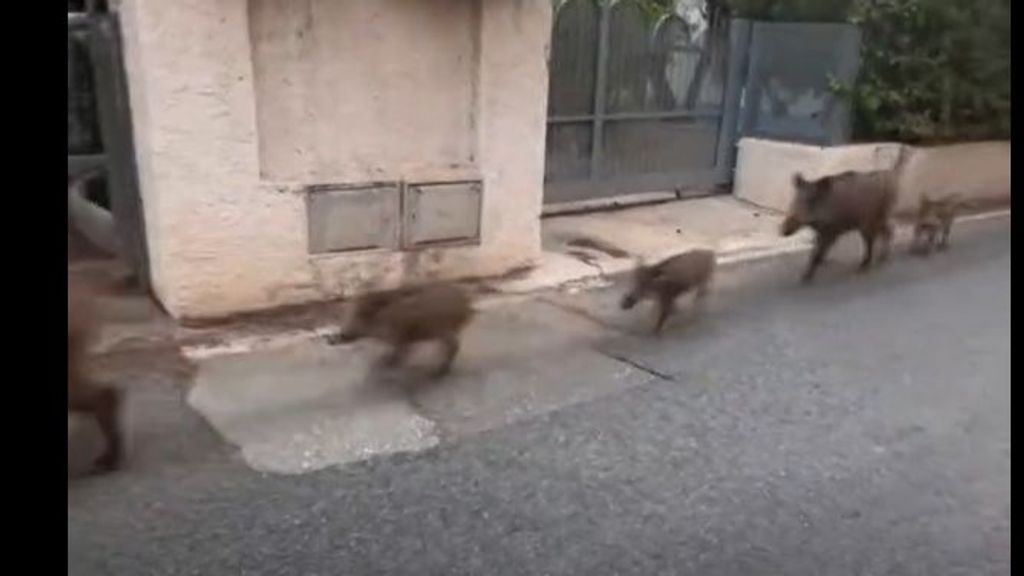 Una piara de 15 jabalíes se pasea por Dénia ante la preocupación de los vecinos