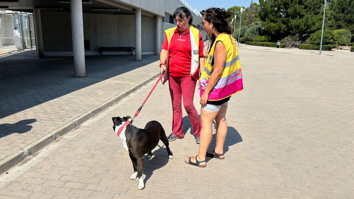 Más de 80 voluntarios pasean a los perros en adopción del Centro de Protección de la capital