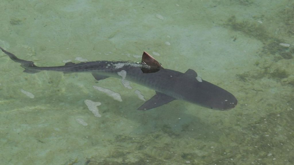 Los tiburones se acercan a las costas ibéricas Tiempo de Flora Exclusivo Web 29/07/2024