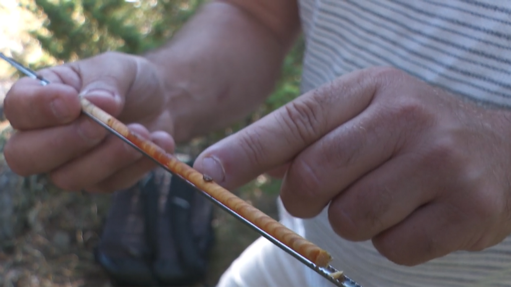 La corteza de los árboles actúa como un registro natural del clima: “Empezó a crecer de forma muy anómala”