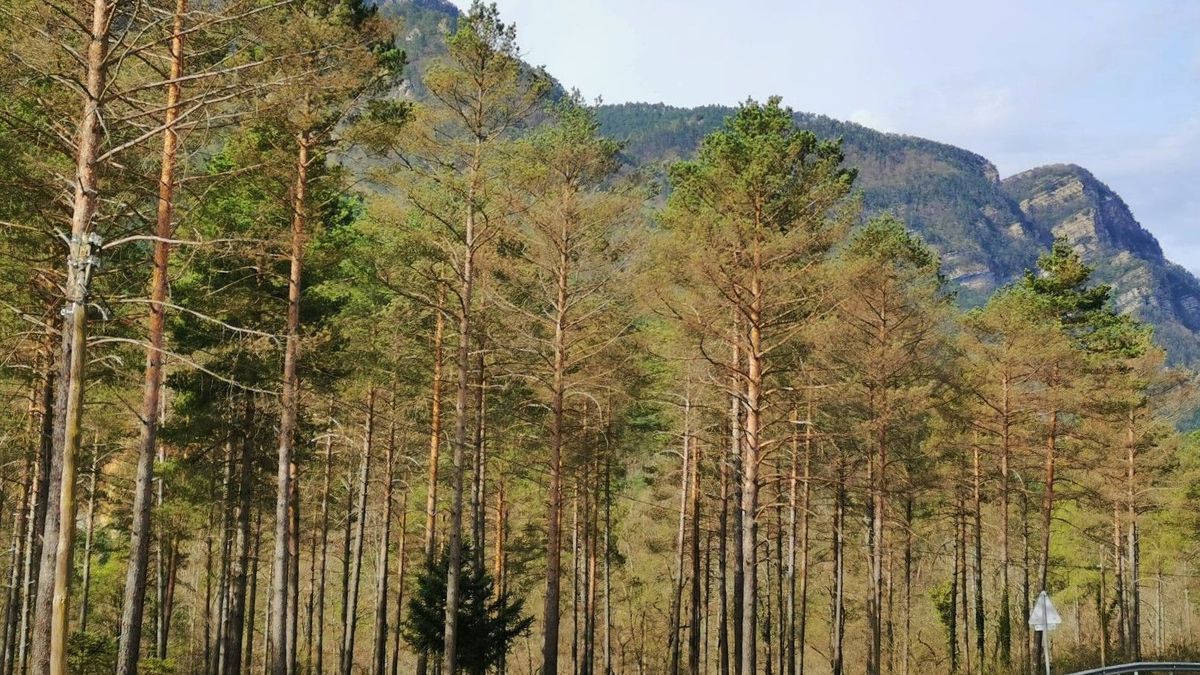 Detectan la enfermedad de la banda marrón en bosques de Cataluña