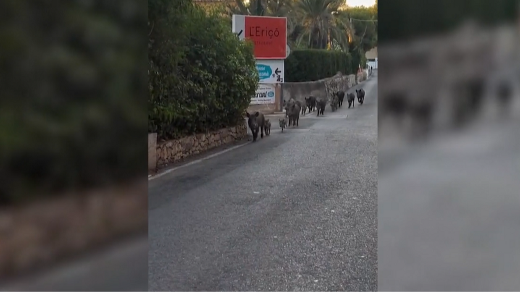 Una piara de 15 jabalíes pasea por una carretera de Dénia, en Alicante: “Son verdaderas manadas”