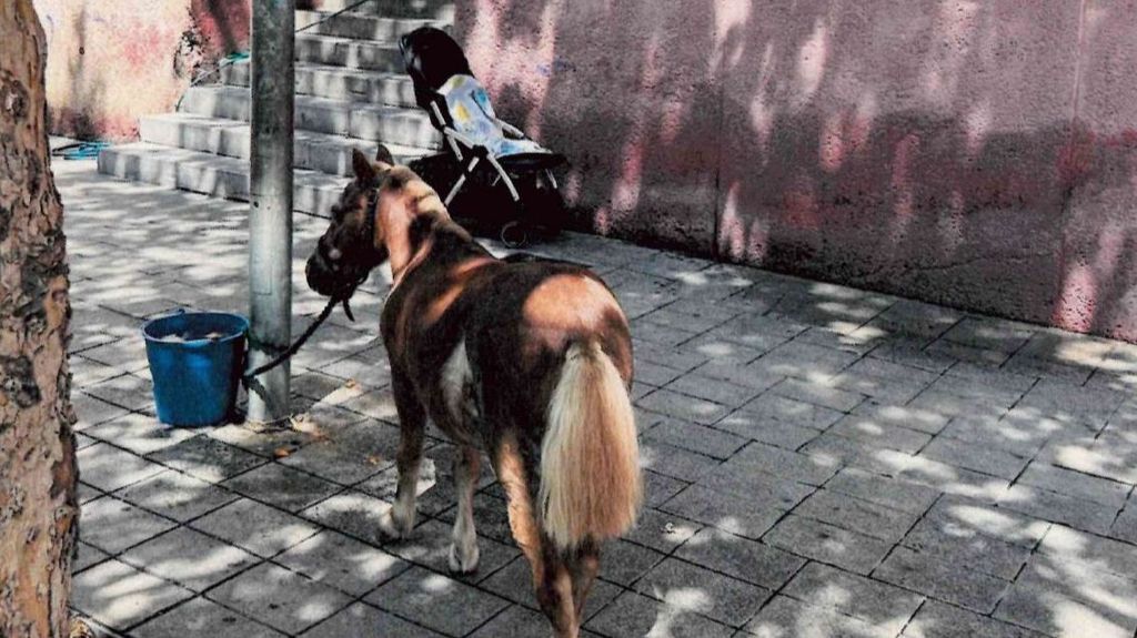 La Guardia Urbana decomisa a un poni, atado a una farola en Barcelona