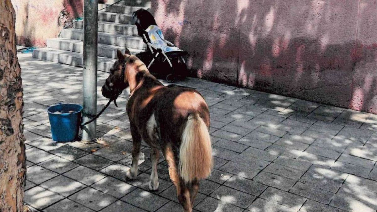 La Guardia Urbana decomisa a un poni, atado a una farola en Barcelona