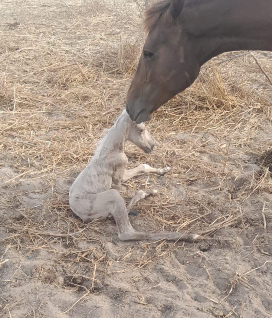 451229480 1259875928313836 587816571653700365 n