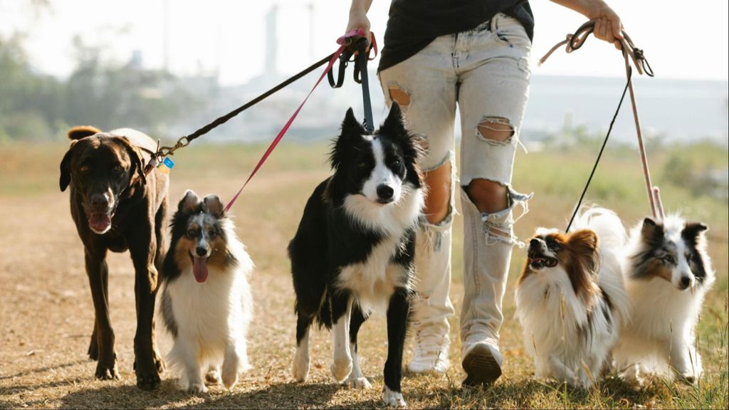 Paseadores de perros a domicilio, la profesión que aumenta hasta el 417% durante verano