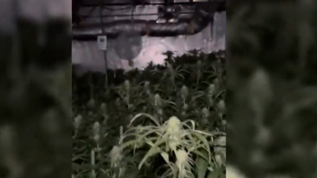 Una banda desarticulada en Villaviciosa de Odón deja 14 detenidos y más de 3600 plantas 'indoor'