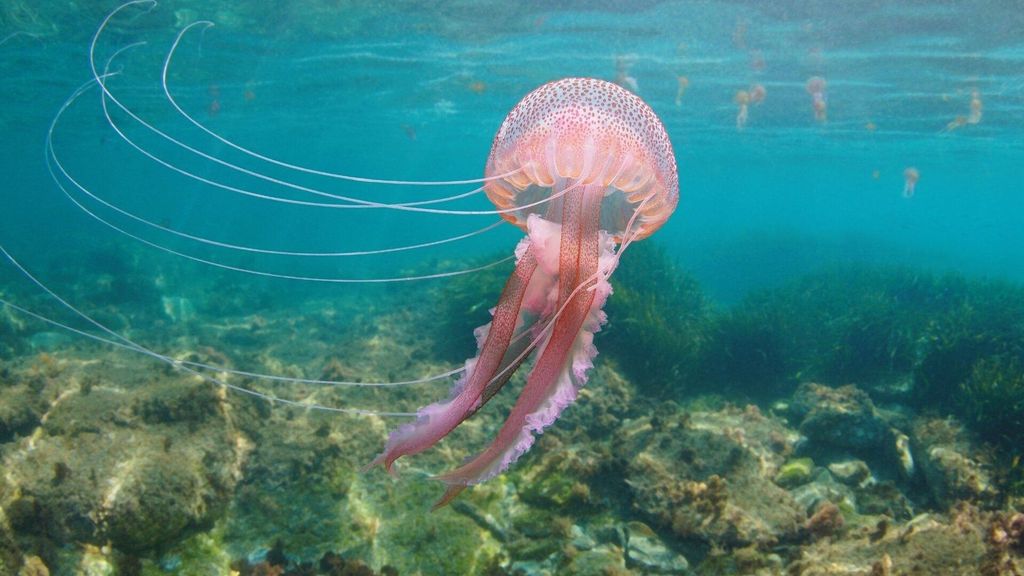 ¿Qué hacer si me pica una medusa este verano?