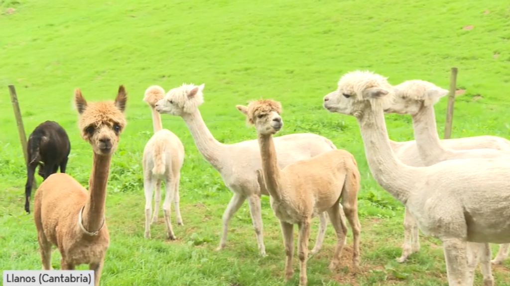 Una granja de alpacas Cantabria, animales apreciados por su pelo: “Vienes a aprender”