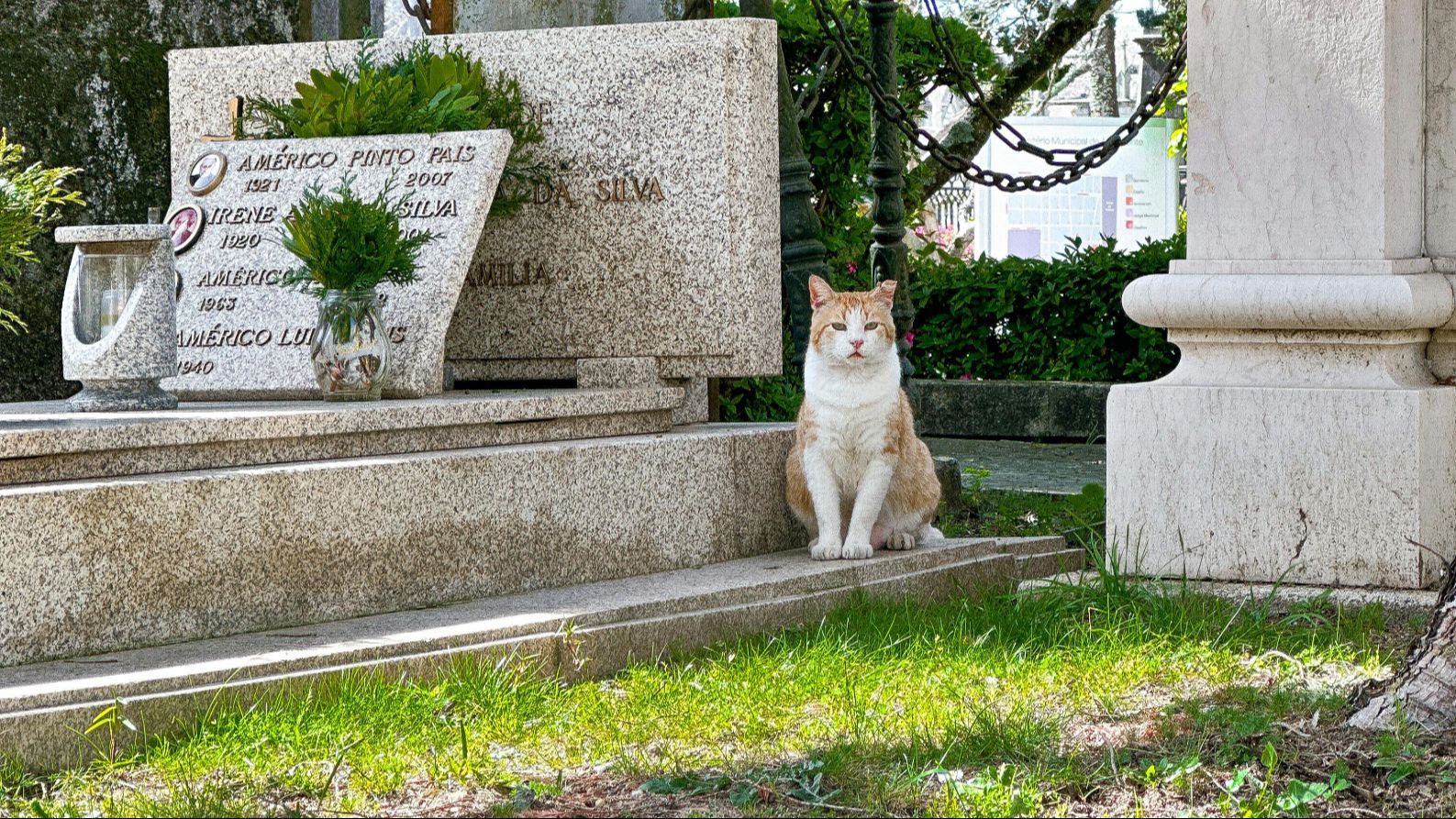 Un gato en un cementerio