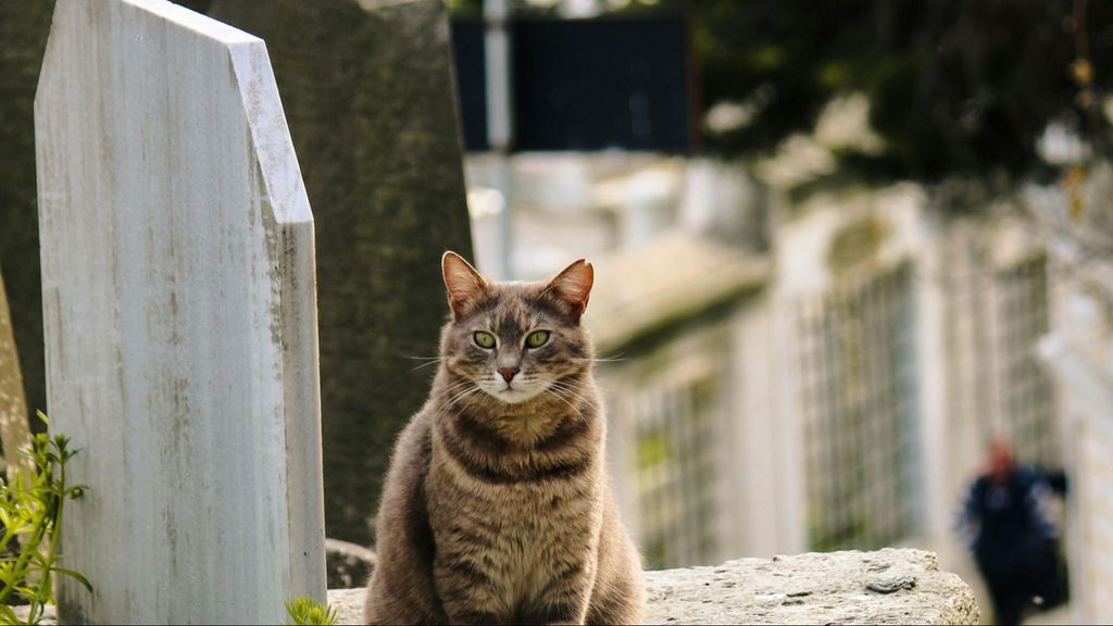 Un gato junto a una tumba