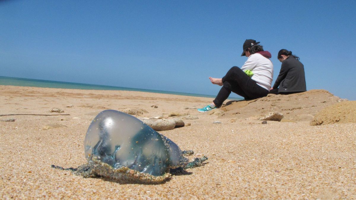 Ejemplares de carabelas portuguesas avistadas en una playa de Vejeer (Cádiz)