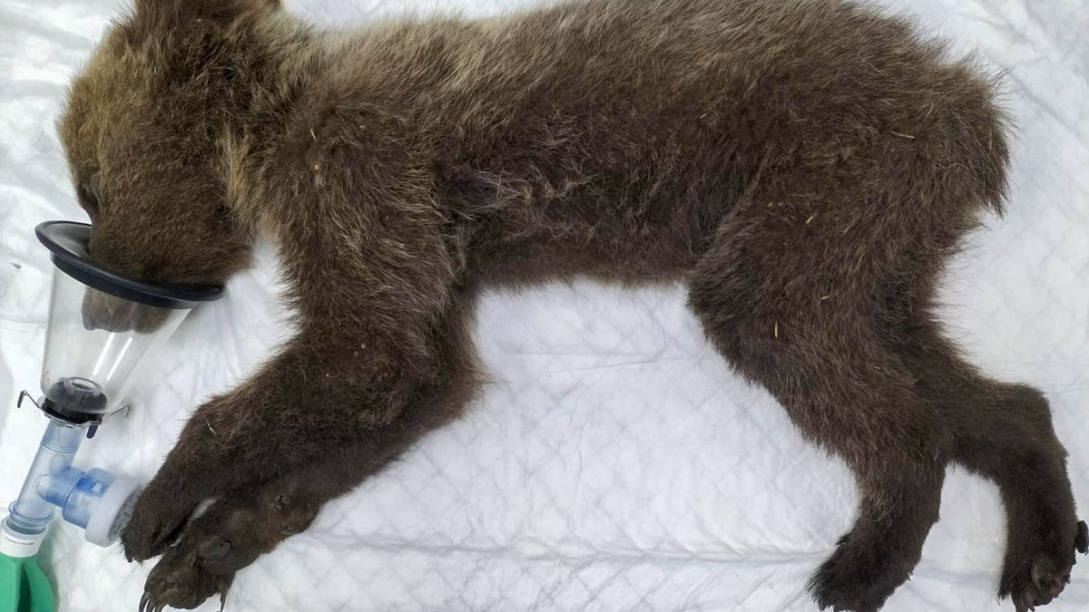 Rescatado en León un osezno que presentaba quemaduras sufridas en un incendio forestal