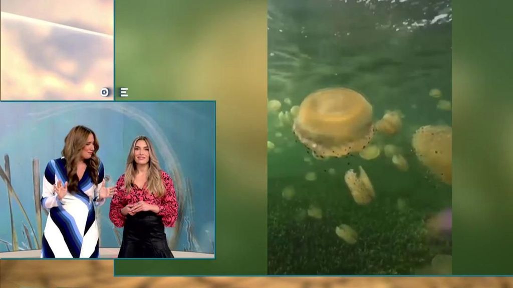 Las medusas ‘huevo frito’ invaden el Mar Menor: los peligros de su picadura