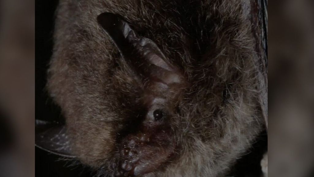 Descubren al murciélago de bigotes pequeño en el Prepirineo catalán