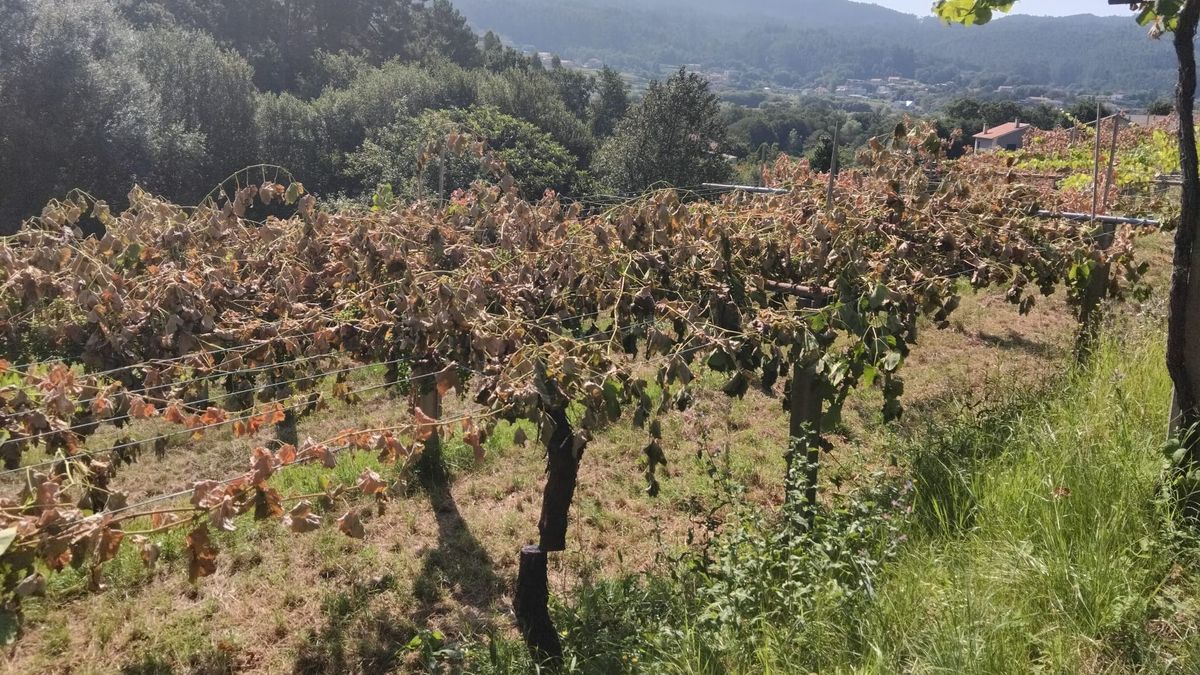 En la tarea fueron empleadas cizallas y motosierras eléctricas