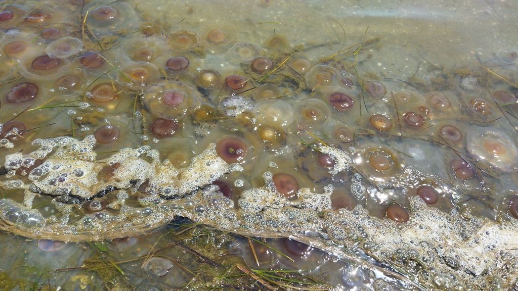 Las medusas huevo frito invaden las playas de Murcia