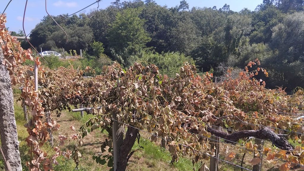 Los viñedos aparecieron marchitos y al comprobar el motivo vieron que habían sido cortados