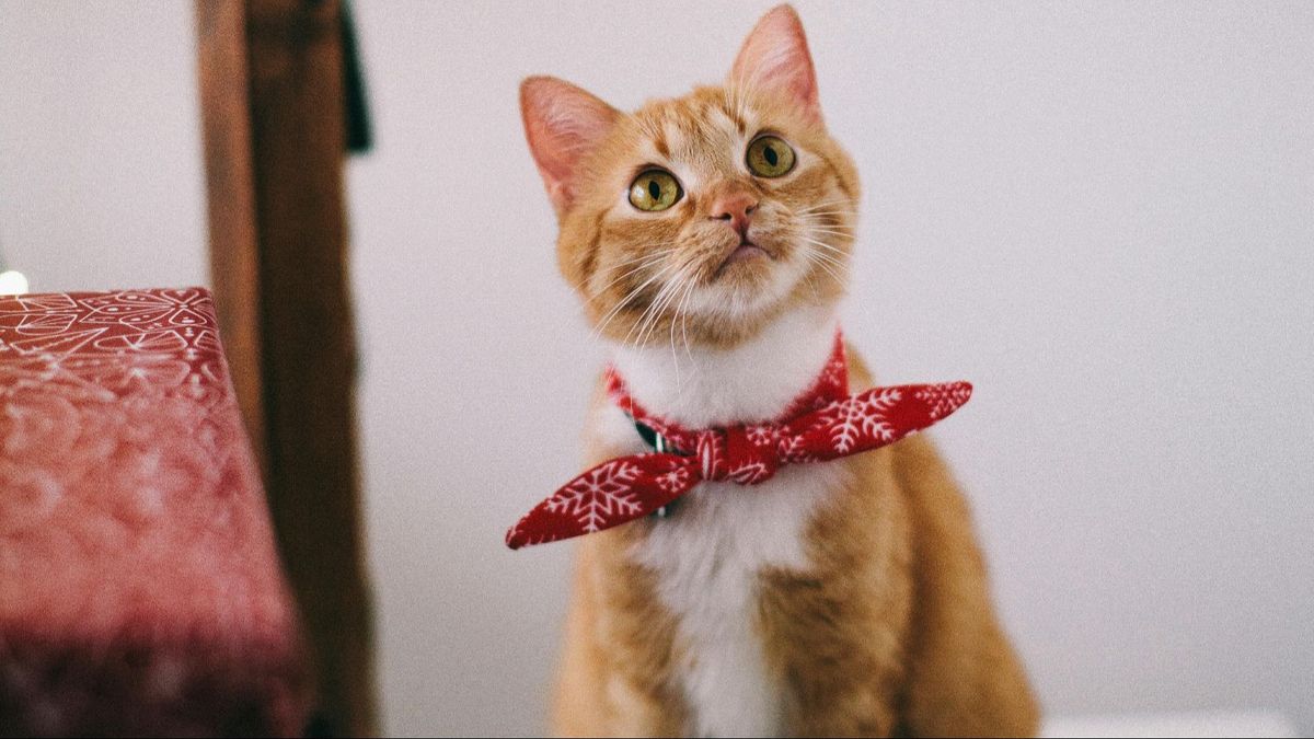 Un gatito con un pañuelo rojo