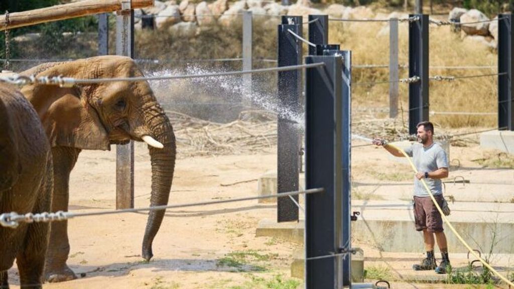 El Zoo de Barcelona se adapta a las altas temperaturas: helados, manguerazos y más bebedores