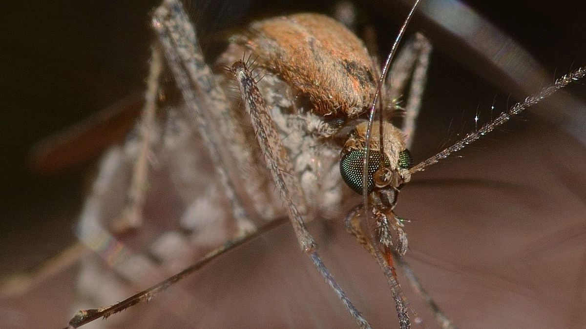 Mosquito que trasmite la fiebre del nilo