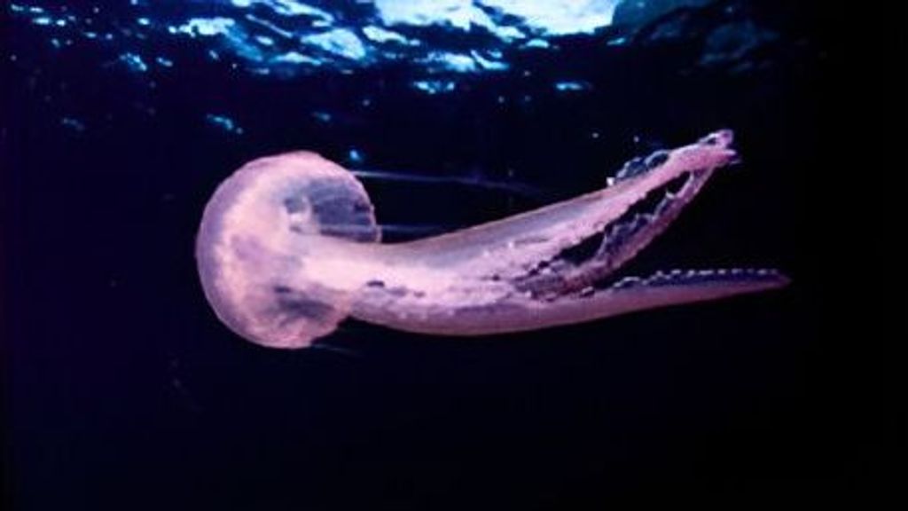 Pelagia noctiluca