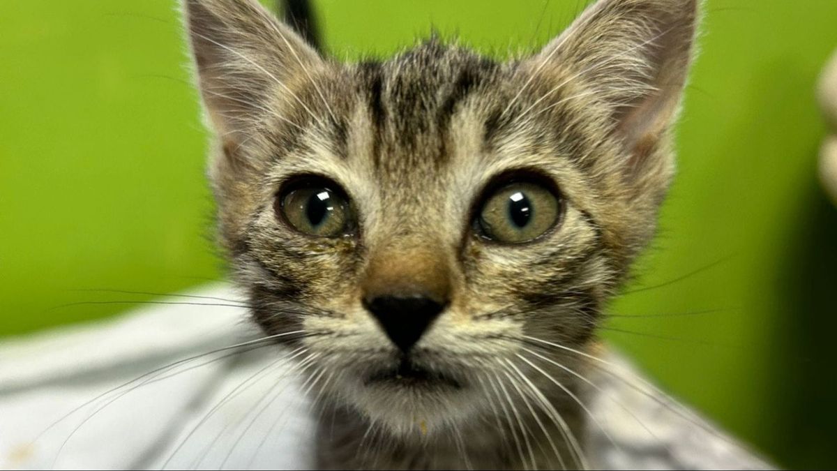 Pitu, un gato con esófago gigante, busca un veterinario que le haga la operación que necesita para vivir