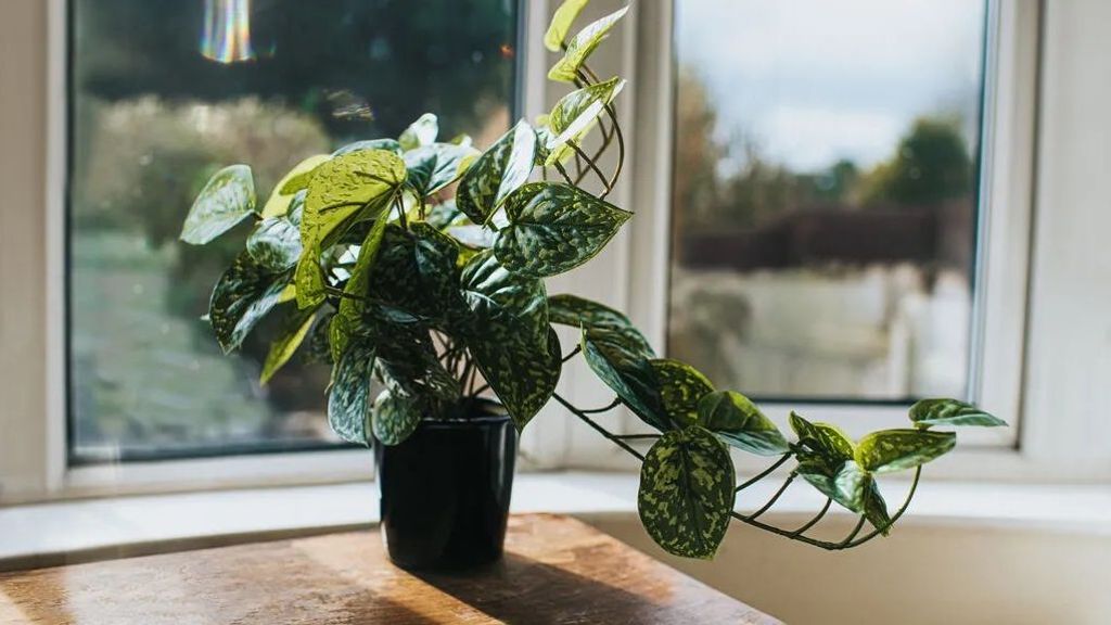 plantas de interior que necesitan pocos cuidados