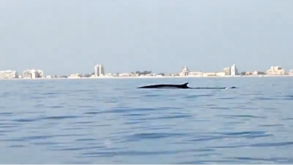 Tres rorcuales fueron avistados en el litoral del Parc Natural de l'Albufera, Valencia