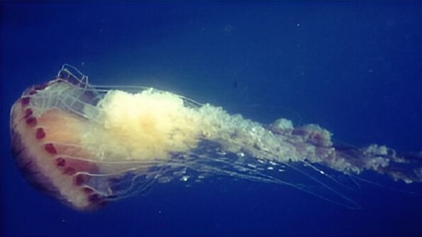 Chrysaora hysoscella