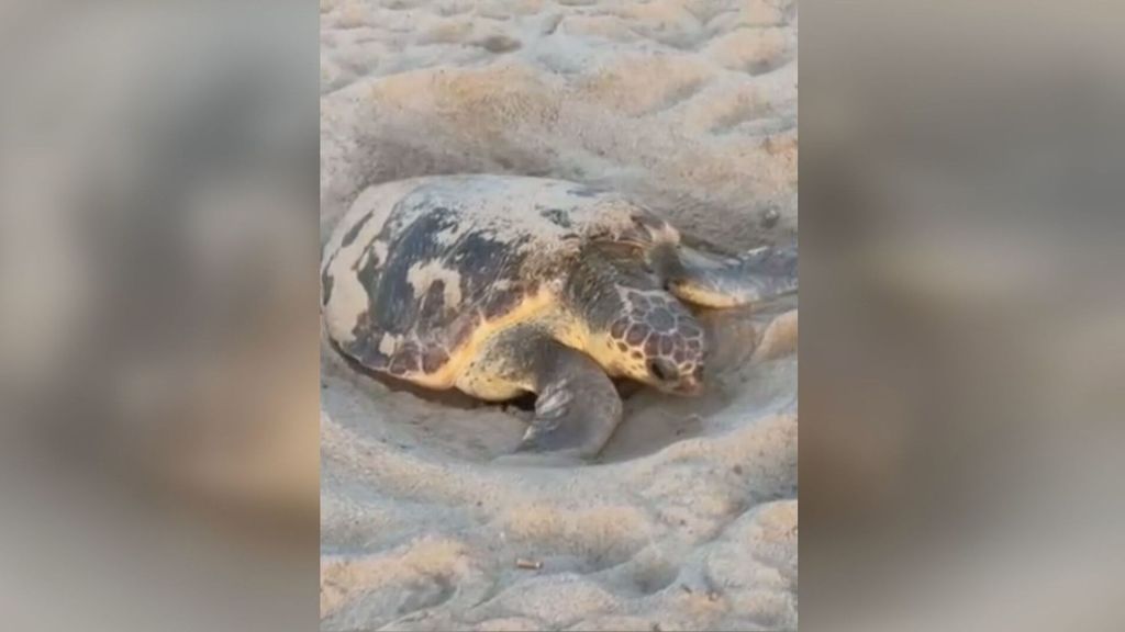 Una tortuga boba desova en Benidorm y balizan la playa de Poniente para proteger el nido