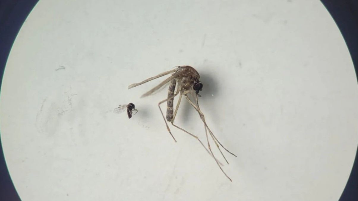 Aumentan los casos del virus oropouche en España: cómo se transmite