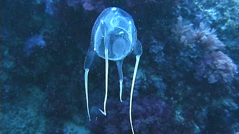 Avispón marino del Mediterráneo (Carybdea marsupialis)