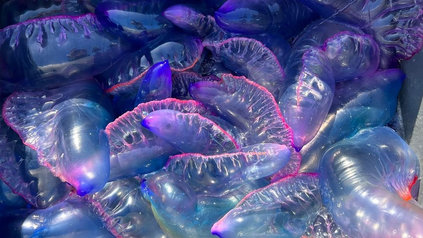 Carabelas portuguesas recogidas en la bahía de la Concha, en San Sebastián