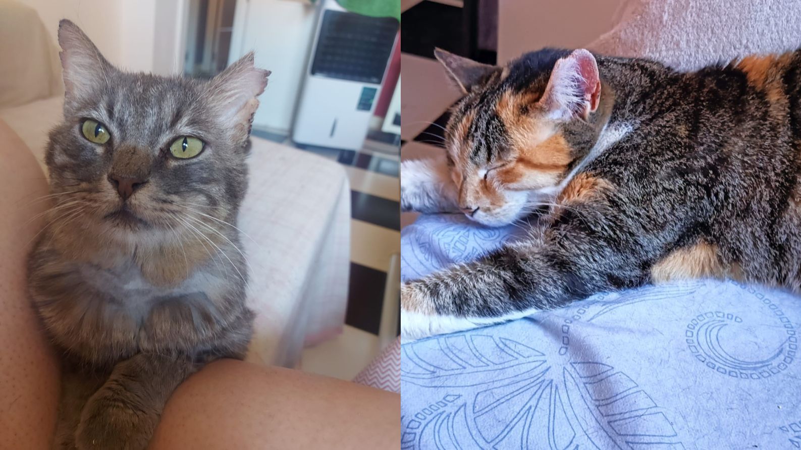 Dos gatos con inmunodeficiencia