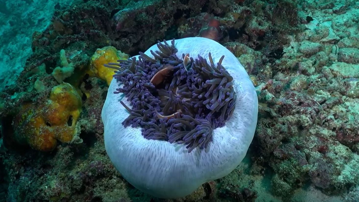 El Club Nàutic La Vila Joiosa pone en marcha un proyecto pionero para regenerar la biodiversidad marina