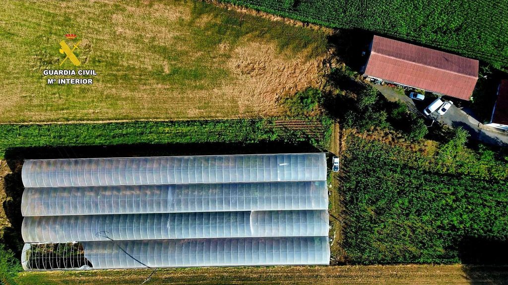 Incautan más de dos toneladas de marihuana en un invernadero en Melide: es el mayor decomiso del año en Galicia