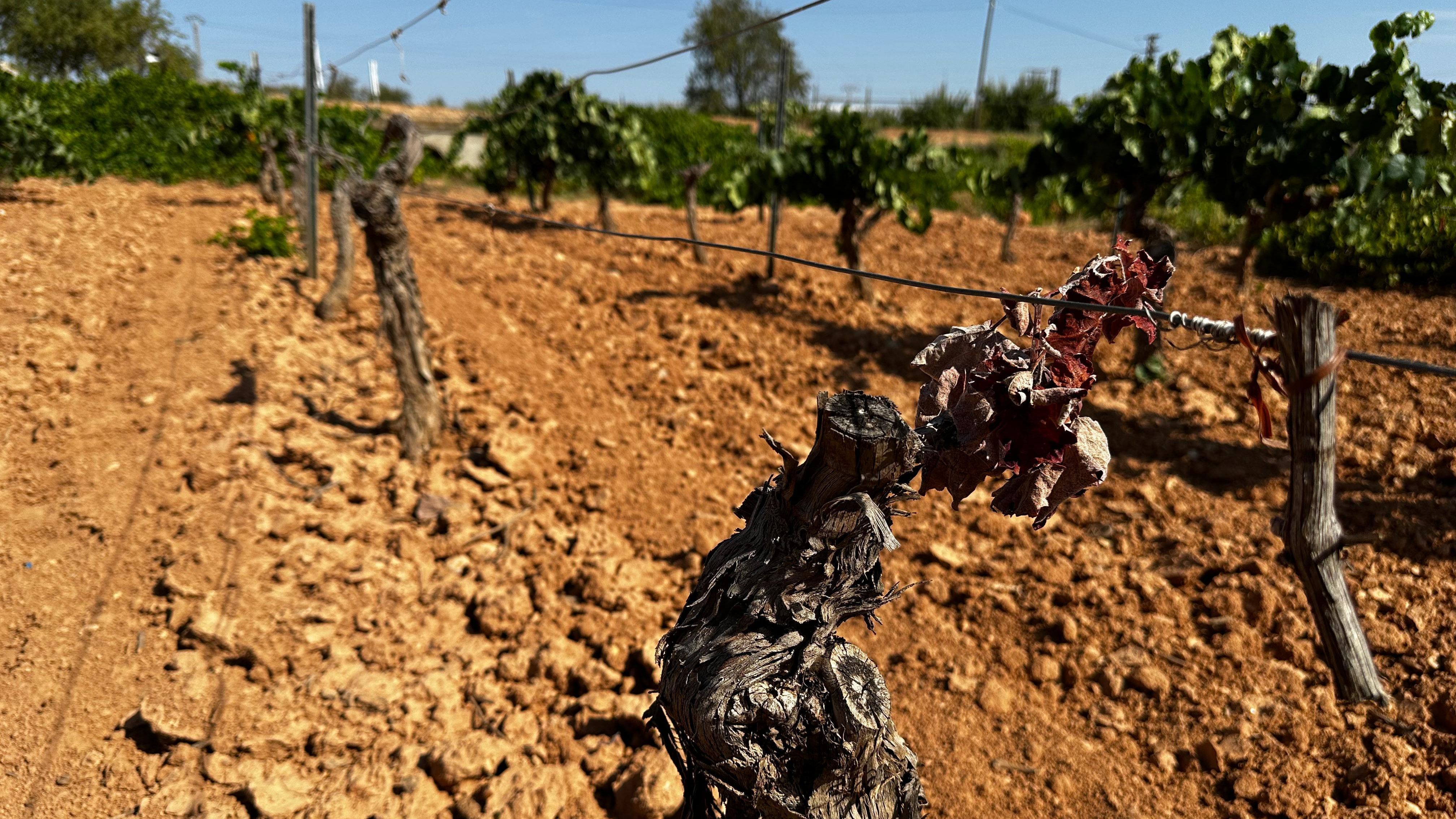 La sequía en la Comunitat Valenciana ha generado pérdidas históricas de 250 millones de euros