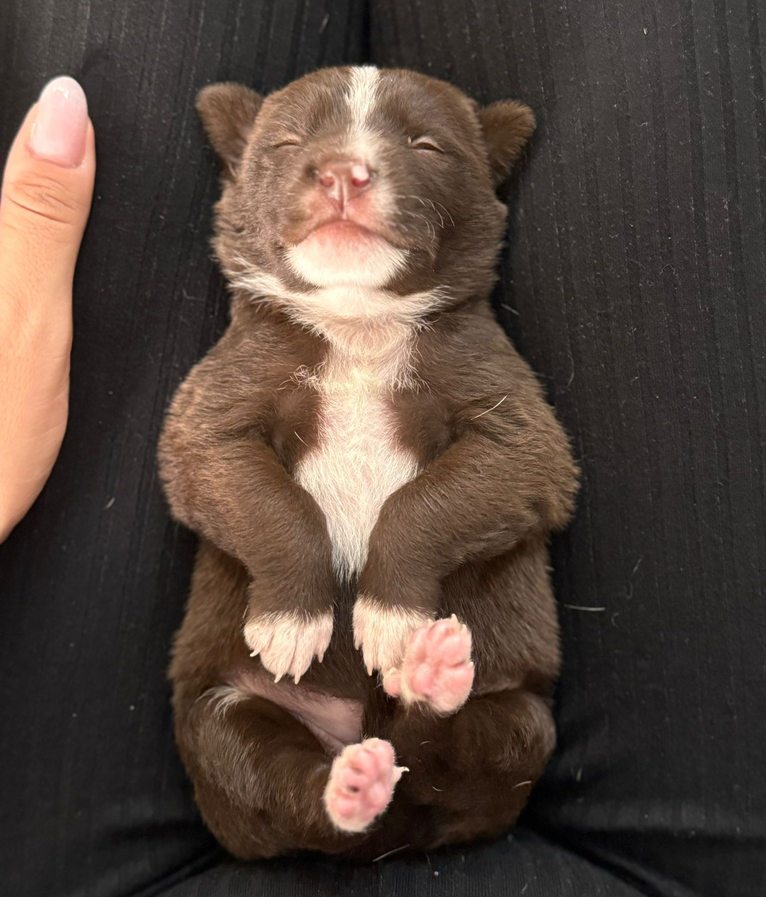 perrito