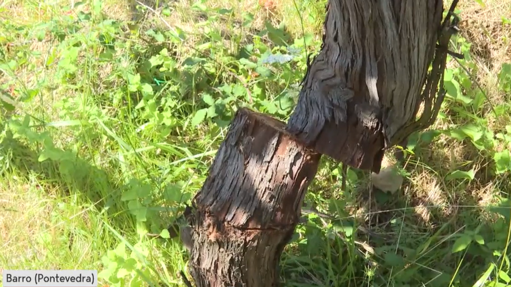El sabotaje masivo de más de 900 vides centenarias en Barro, Pontevedra: “Una vid te acompaña muchos años”