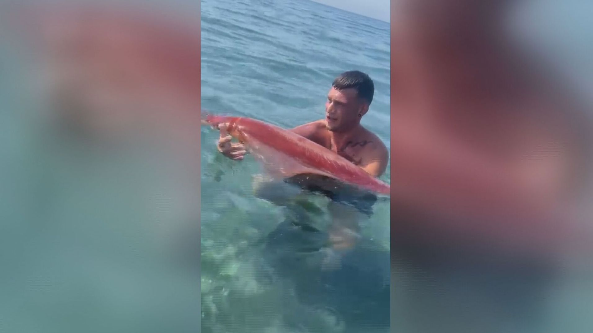 Un calamar gigante sorprende a los bañistas en una playa de Motril, Granada