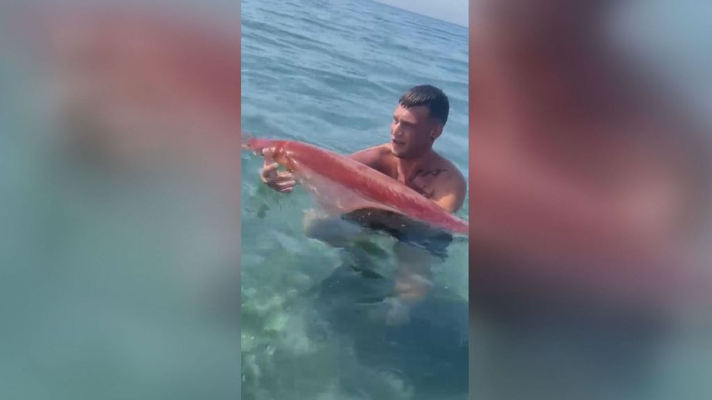 Un calamar gigante sorprende a los bañistas en una playa de Motril, Granada