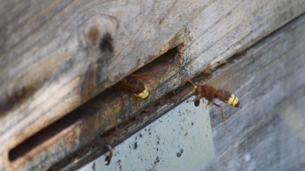 Alertan de la “fuerte expansión” del avispón oriental, problema grave en Málaga