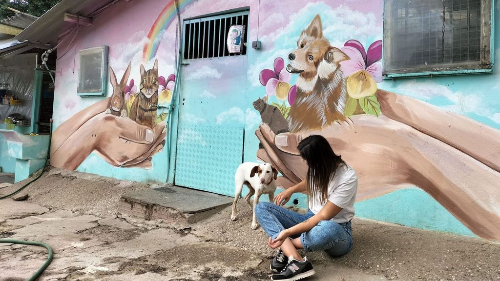 Una protectora de Pontevedra paraliza la recogida de animales por falta de recursos: “No podemos más”