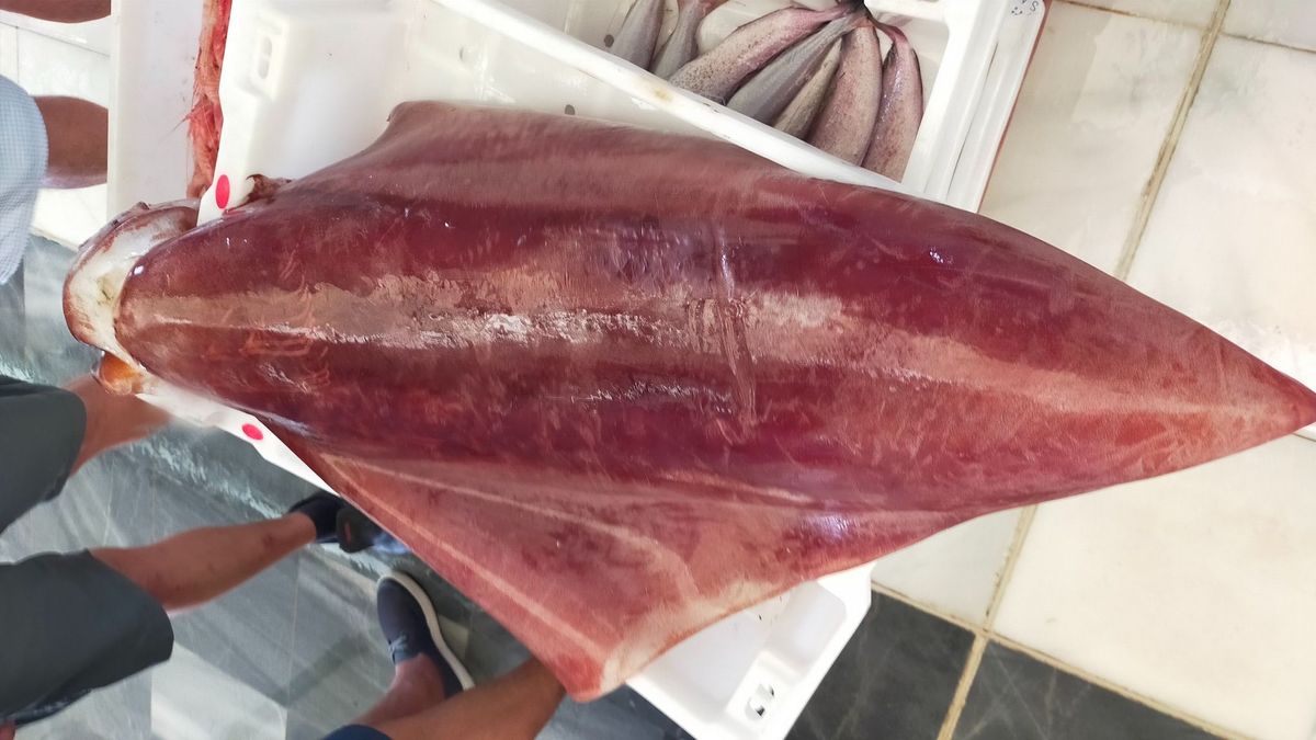 Calamar gigante pescado en Garrucha, Almería